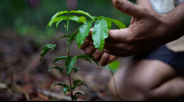 4 Ways to Contribute To Plant a Tree Month