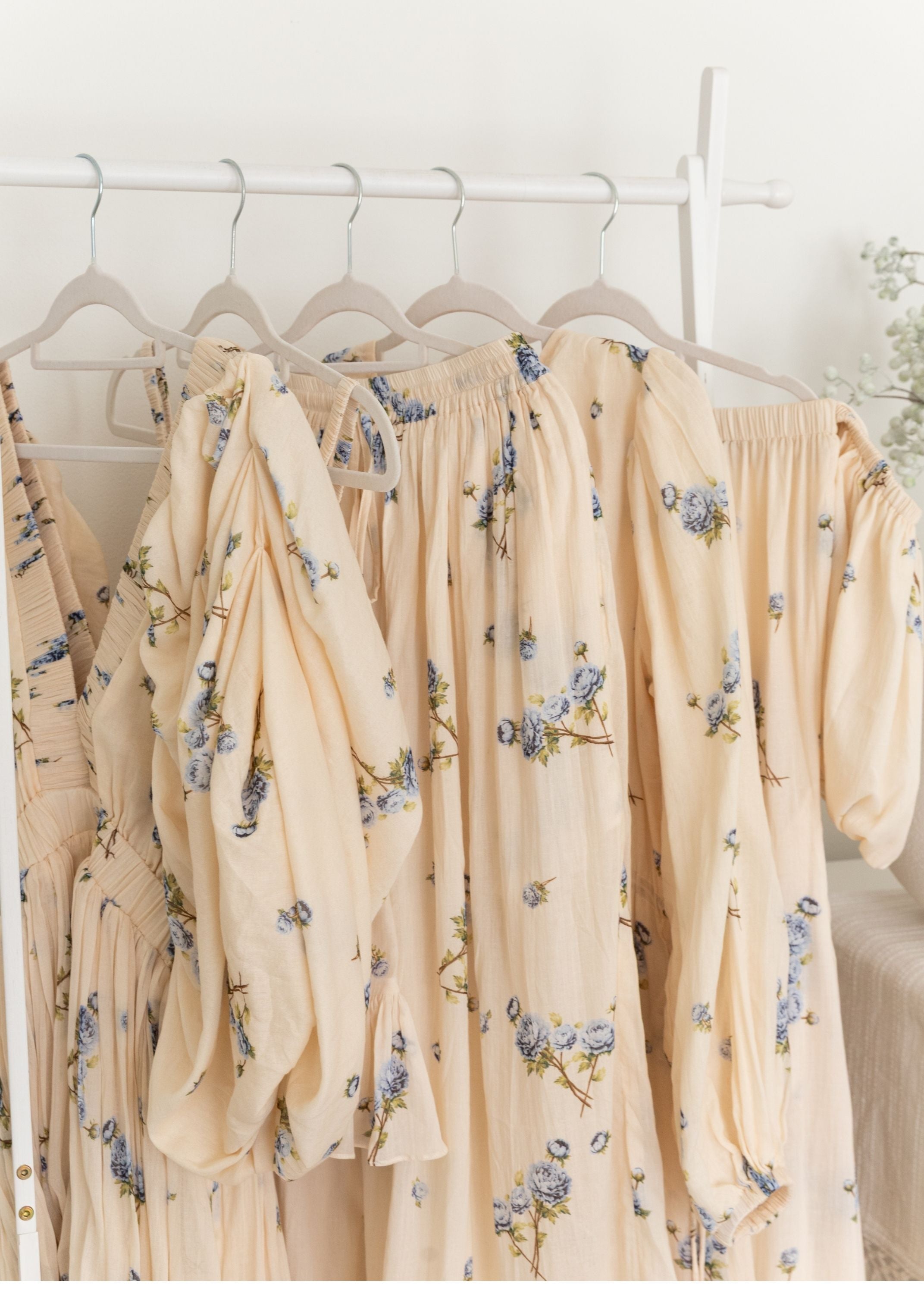 Aster Maxi | Jardin